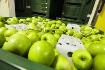 Conservation de pommes en atmosphère contrôlée dynamique